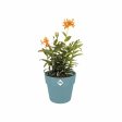 Plant pot Elho Blue Ø 35 cm Plastic Circular Hot on Sale