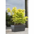 Planter Deroma Dark grey 35 x 79 x 35 cm 75 L For Sale